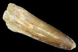 Spinosaurus Tooth - Real Dinosaur Tooth #176700-1